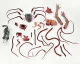 "Figura The Thing Dog Creature con todos sus accesorios: extremidades intercambiables, cuerpo de perro infectado y componentes alienígenas extraíbles."