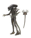 "Figura del Alien de NECA junto a su accesorio Facehugger, listo para exhibición."